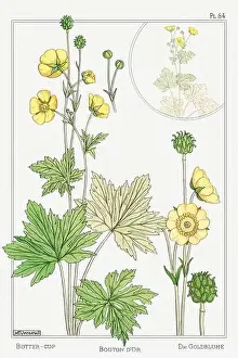Thistle Prints: Butter-Cup. Botanical art illustrated by Maurice Pillard Verneuil (1896)