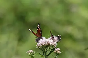 Bumblebee Prints: Butterflies and bumblebees on a flower (common carder bee, Inachis io, European Peacock)