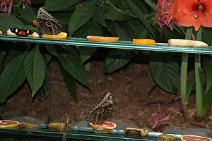 Grapefruit Prints: Butterflies feeding indoors on rotting oranges