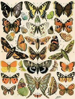 Images Dated 12th December 2023: Butterflies and moths common to Europe. Color lithograph