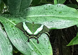 Entertaining Prints: This butterfly is a camouflage on a leaf