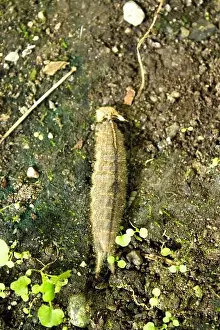 Pest Prints: Butterfly larva on wet ground. No people