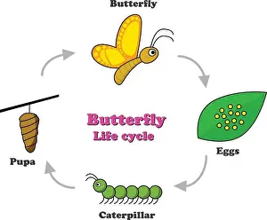 Chrysalis Prints: Butterfly life cycle in colorful style, vector design