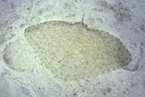 Myliobatiformes Prints: A butterfly ray (Gymnura altavela) camouflages itself perfectly on the sandy seabed