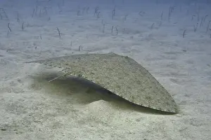 Canaries Prints: A butterfly ray (Gymnura altavela) glides camouflaged over sandy bottom