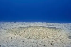 Diving Location Prints: Butterfly ray (Gymnura altavela) lies on the sandy seabed