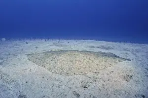 Canaries Prints: A butterfly ray (Gymnura altavela) on a light sandy seabed under clear blue water