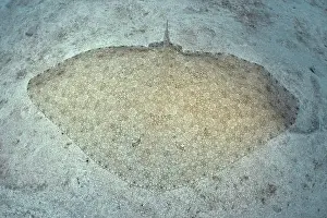Marine Animal Prints: Butterfly ray (Gymnura altavela) with a patterned body lies on a light-coloured sandy substrate