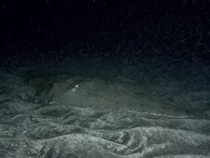 The Canaries Prints: Butterfly ray (Gymnura altavela) resting on the sandy bottom at night