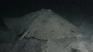 Camouflages Prints: A butterfly ray (Gymnura altavela) rests camouflaged on a sandy seabed in the dark