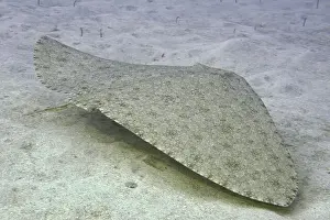Comforting Prints: Butterfly ray (Gymnura altavela) swimming above the sandy seabed