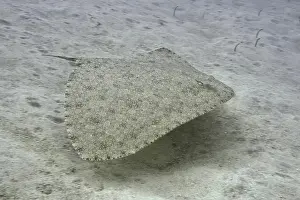 Comforting Prints: Butterfly ray (Gymnura altavela) swimming above the sandy seabed