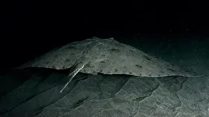 Marine Animal Prints: A butterfly ray (Gymnura altavela) swims in the darkness above the sandy seabed