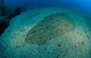 Immersion Prints: The butterfly ray rests placidly on the sandy bottom of the sea