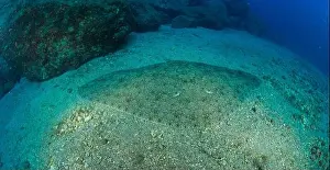 Immersion Prints: The butterfly ray rests on the sandy bottom