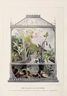 Chrysalis Prints: Butterfly Vivarium. Colorful illustration of the curious metamorphoses of some of the most beautiful insects