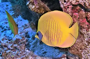 Fish School Prints: Butterflyfish, Deep Sea Exploration 2025