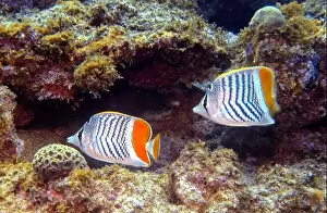 Fish School Prints: Butterflyfish, Deep Sea Exploration 2025