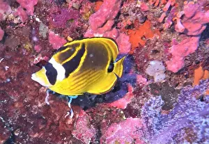 Fish School Prints: Butterflyfish, Deep Sea Exploration 2025