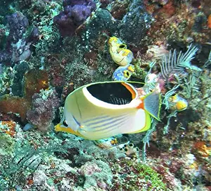 Fish School Prints: Butterflyfish, Deep Sea Exploration 2025