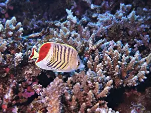 Fish School Prints: Butterflyfish, Deep Sea Exploration 2025