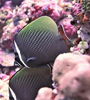 Fish School Prints: Butterflyfish, Deep Sea Exploration 2025