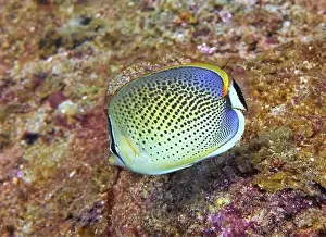Fish School Prints: Butterflyfish, Deep Sea Exploration 2025