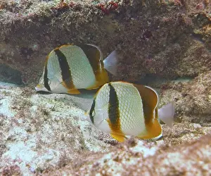 Fish School Prints: Butterflyfish, Deep Sea Exploration 2025