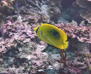Soft Coral Prints: Butterflyfish, Deep Sea Exploration 2025