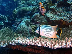 Soft Coral Prints: Butterflyfish, Deep Sea Exploration 2025