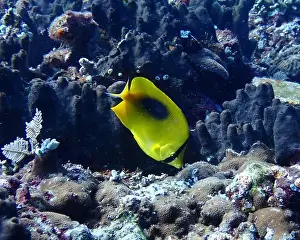 Soft Coral Prints: Butterflyfish, Deep Sea Exploration 2025