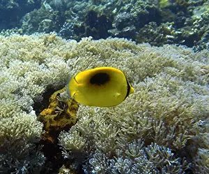 Soft Coral Prints: Butterflyfish, Deep Sea Exploration 2025