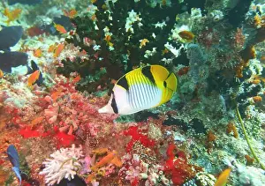 Soft Coral Prints: Butterflyfish, Deep Sea Exploration 2025