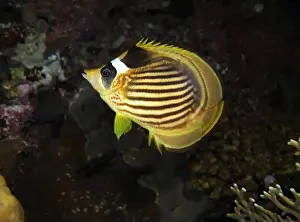 Soft Coral Prints: Butterflyfish, Deep Sea Exploration 2025