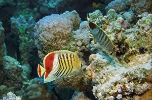 Soft Coral Prints: Butterflyfish, Deep Sea Exploration 2025