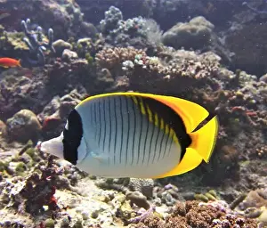 Soft Coral Prints: Butterflyfish, Deep Sea Exploration 2025