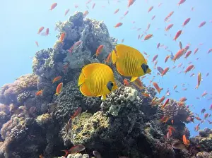 Soft Coral Prints: Butterflyfish, Deep Sea Exploration 2025