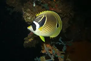 Soft Coral Prints: Butterflyfish, Deep Sea Exploration 2025