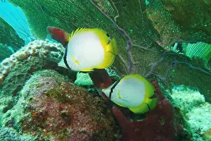 Soft Coral Prints: Butterflyfish, Deep Sea Exploration 2025