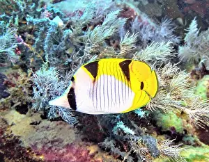 Soft Coral Prints: Butterflyfish, Deep Sea Exploration 2025