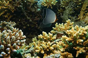 Soft Coral Prints: Butterflyfish, Deep Sea Exploration 2025