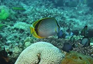 Soft Coral Prints: Butterflyfish, Deep Sea Exploration 2025