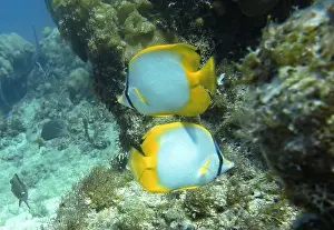 Soft Coral Prints: Butterflyfish, Deep Sea Exploration 2025