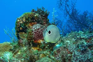 Soft Coral Prints: Butterflyfish, Deep Sea Exploration 2025