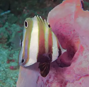 Soft Coral Prints: Butterflyfish, Deep Sea Exploration 2025