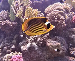 Soft Coral Prints: Butterflyfish, Deep Sea Exploration 2025
