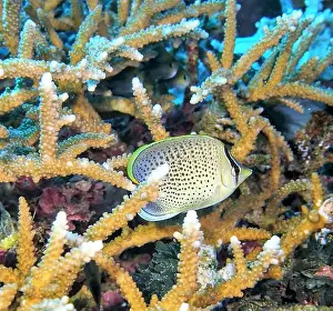 Soft Coral Prints: Butterflyfish, Deep Sea Exploration 2025