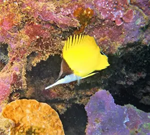 Soft Coral Prints: Butterflyfish, Deep Sea Exploration 2025