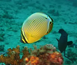 Soft Coral Prints: Butterflyfish, Deep Sea Exploration 2025