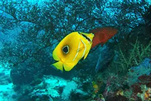 Soft Coral Prints: Butterflyfish, Deep Sea Exploration 2025